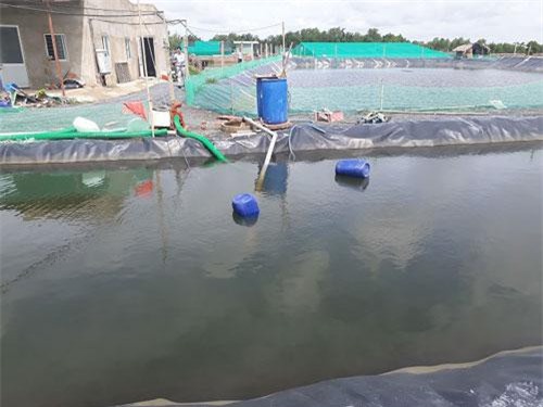 Khám phá kỹ thuật nuôi tôm trong hồ lót bạt HDPE đạt 40 đến 50 tấn/ha tại Cần Giờ