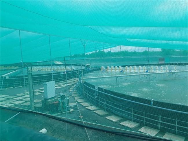 Khám phá kỹ thuật nuôi tôm trong hồ lót bạt HDPE đạt 40 đến 50 tấn/ha tại Cần Giờ - 2