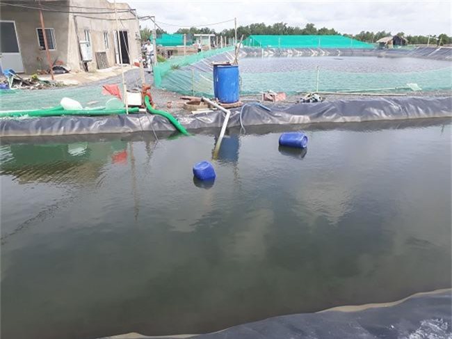 Khám phá kỹ thuật nuôi tôm trong hồ lót bạt HDPE đạt 40 đến 50 tấn/ha tại Cần Giờ - 3