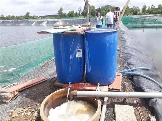 Khám phá kỹ thuật nuôi tôm trong hồ lót bạt HDPE đạt 40 đến 50 tấn/ha tại Cần Giờ - 4