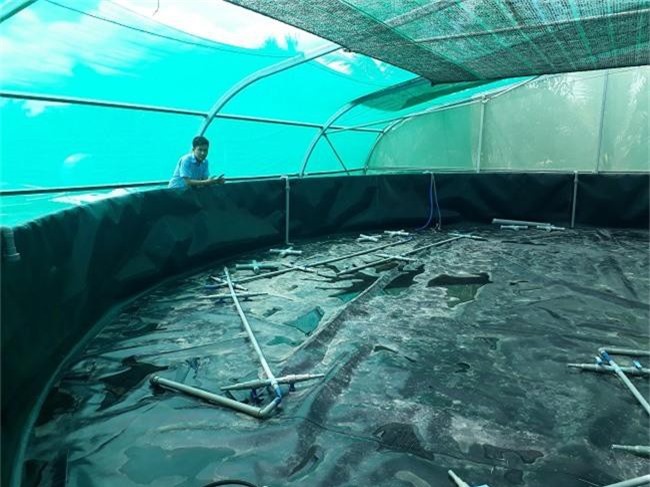 Khám phá kỹ thuật nuôi tôm trong hồ lót bạt HDPE đạt 40 đến 50 tấn/ha tại Cần Giờ - 6