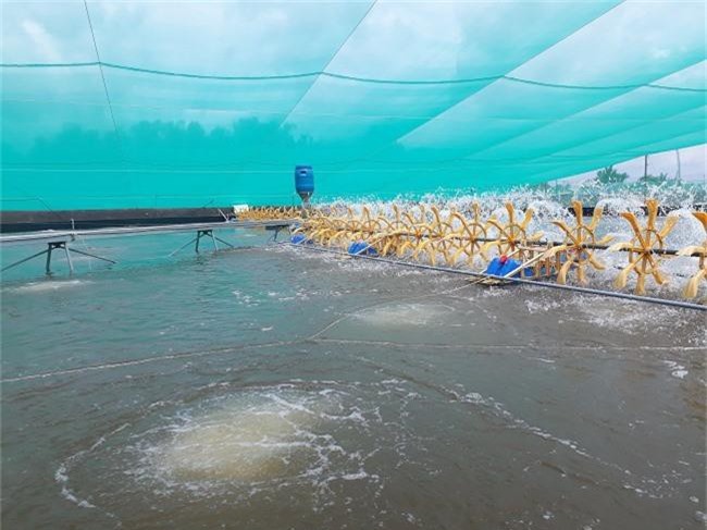 Khám phá kỹ thuật nuôi tôm trong hồ lót bạt HDPE đạt 40 đến 50 tấn/ha tại Cần Giờ - 7