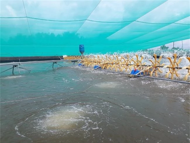 Khám phá kỹ thuật nuôi tôm trong hồ lót bạt HDPE đạt 40 đến 50 tấn/ha tại Cần Giờ - 7