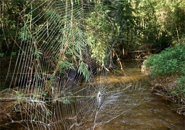 Tiết lộ bí mật của loài nhện tạo ra sợi tơ bền nhất thế giới - Ảnh 1.
