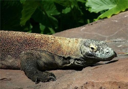 Rợn người những động vật săn mồi đáng sợ nhất hành tinh