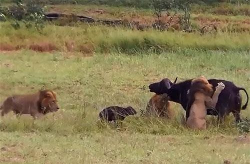 Mẹ con trâu chết thảm giữa vòng vây của 2 con sư tử