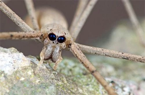 Nhện mặt quỷ. Đôi mắt to đen u ám nổi bật trên khuôn mặt khiến loài động vật này trông vô cùng nham hiểm. Nó thường dùng 4 đôi chân trước để giữ mạng nhện khi treo ngược người để bẫy con mồi.