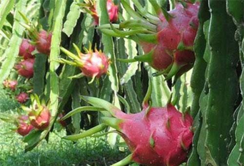 Bình Thuận: Giá thanh long tăng, người nông dân thu lợi nhuận 200 triệu đồng/ha