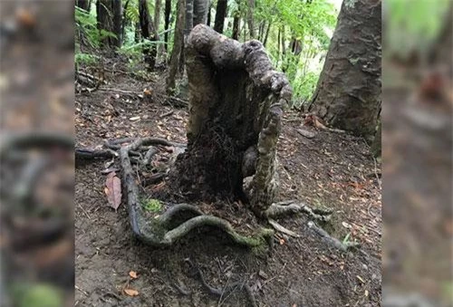 Cây kauri kì lạ vẫn sống sót dù chỉ còn mỗi gốc cây.