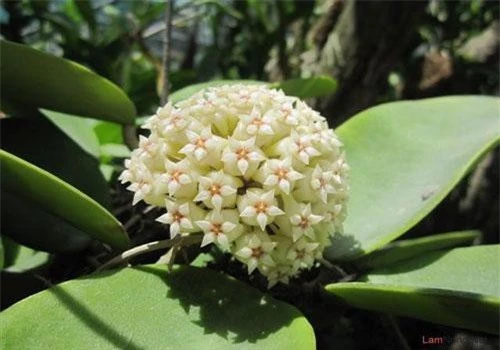 Một trong những loài hoa lan quý hiếm, đẹp ấn tượng có ở Việt Nam là lan cẩm cù. Lan cẩm cù có tên khoa học Hoya carnosa. Loài hoa này còn có nhiều tên gọi khác như lan sao, lan cau, lan cầu lông, lan anh đào, trái tim tình nhân... Ảnh hoadepviet.