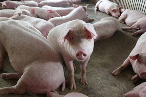 Giá lợn dự báo tăng mạnh vào nửa cuối năm