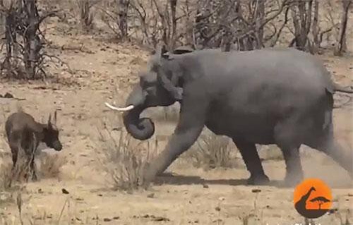 Con voi "nổi điên" đoạt mạng trâu rừng