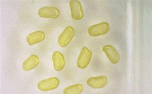 Các nhà khoa học vừa tạo ra chất lỏng từ tính vĩnh viễn đầu tiên