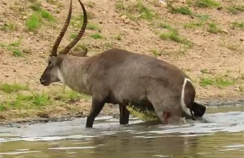 Linh dương may mắn thoát chết khi bị cá sấu tấn công