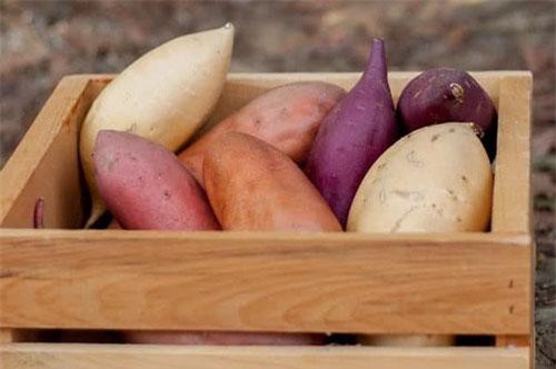 Lợi ích chữa nhiều bệnh nguy hiểm ít ai ngờ đến của khoai lang