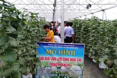 Tham quan mô hình sản xuất dưa lưới công nghệ cao trong nhà màng tại xã Kim Liên.