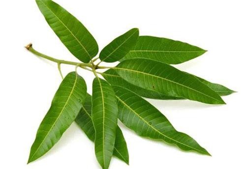 Bất ngờ với những lợi ích sức khỏe của lá xoài