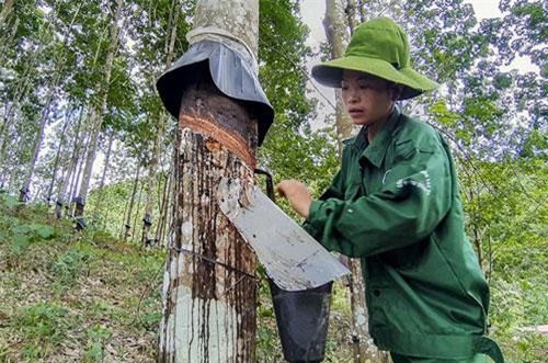 Xuất khẩu cao su trong 6 tháng đạt hơn 840 triệu USD