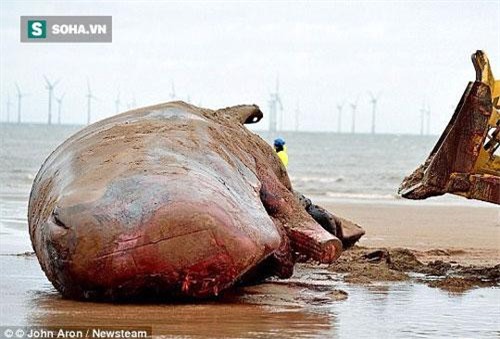 Lộ diện "hung thủ" bí ẩn khiến hàng loạt cá voi khổng lồ mắc cạn