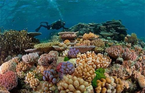 5 điểm ngắm san hô đẹp nhất Việt Nam, nhất định phải khám phá một lần trong đời