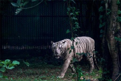 EU chi 10 triệu Euro bảo tồn động vật hoang dã vùng Mekong