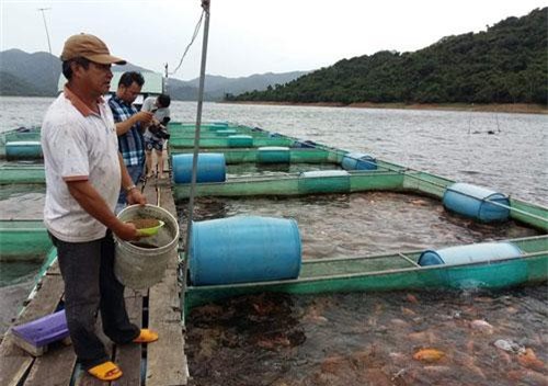 Ông Hồ Văn Khương (thôn Hội Sơn, xã Cát Sơn) đang cho cá ăn.