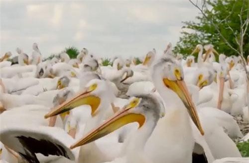 Rùng mình trước cảnh chim bồ nông thể hiện khả năng ăn tạp