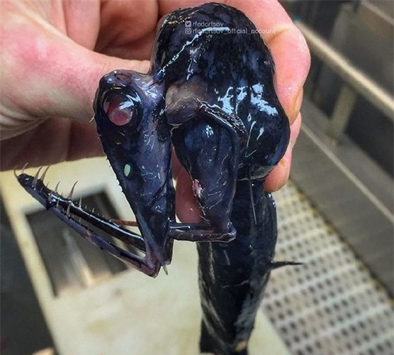 Ảnh: Sởn gai ốc với các sinh vật biển kỳ dị dưới đáy đại dương