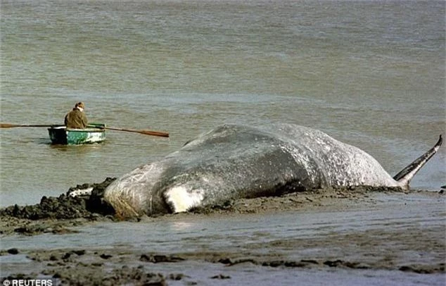 Lộ diện hung thủ bí ẩn khiến hàng loạt cá voi khổng lồ mắc cạn - Ảnh 3.