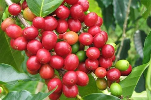 Giá cà phê hồi phục từ mức đáy hơn 1 tháng
