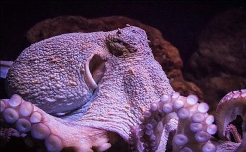 Bạch tuộc chính thức được công nhận là sinh vật quái dị nhất hành tinh và đây là lý do vì sao