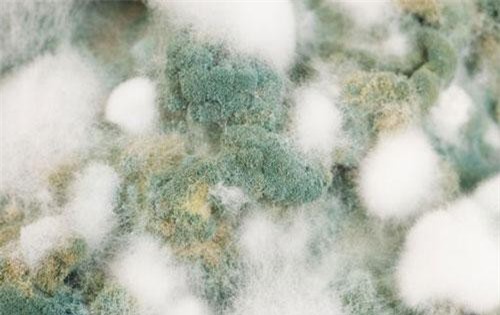 Sự nóng lên toàn cầu đang gắn liền với một dịch bệnh mới?