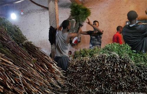 Hồ sơ Interpol: Buôn bán lá khat, lĩnh vực kinh doanh triệu đô ở Ethiopia