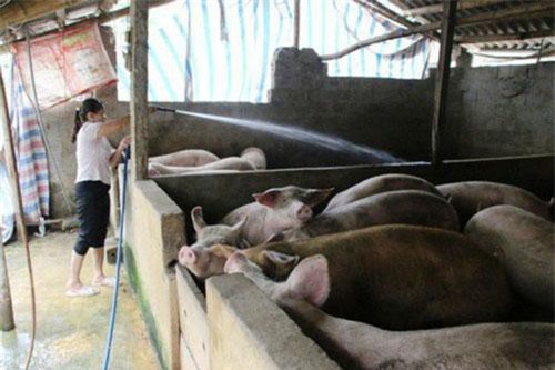 Chi phí phòng dịch nhiều, giá lợn sụt giảm, người nuôi lợn thua lỗ nặng