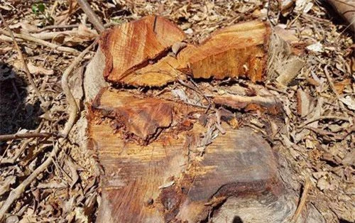 Những cây gỗ bị chặt hạ trong rừng phòng hộ.
