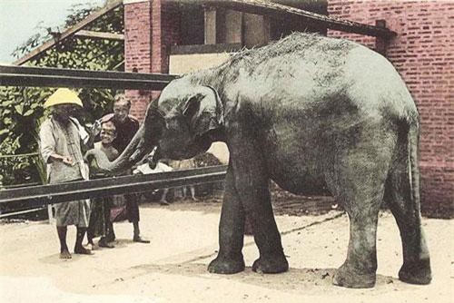 Ảnh cực độc về Thảo Cầm Viên Sài Gòn 100 năm trước