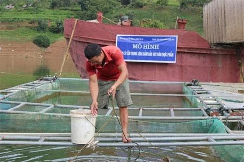 Anh Cao Văn Quyền chia sẻ cách chăm sóc, cho cá ăn.