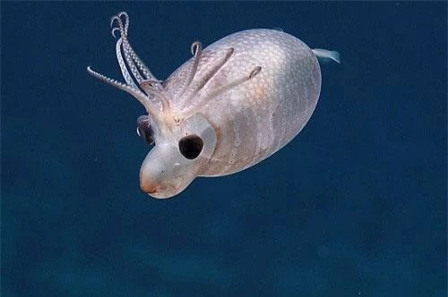 "Mực heo nhỏ" là một sinh vật cực kỳ hiếm dưới đại dương
