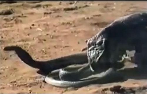 Rắn hổ mang “khổng lồ” nhận cái kết "đắng" khi đối đầu kẻ thù
