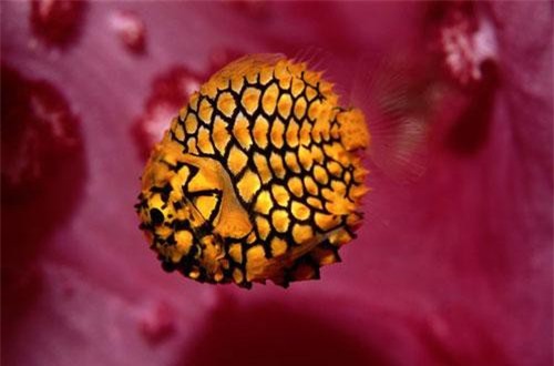 Loài cá “vũ trang” như chiến binh độc đáo ở biển Đông