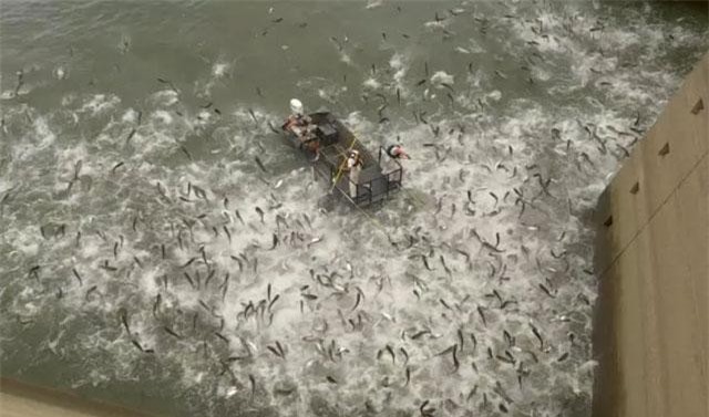 Khoảnh khắc đàn cá chép khổng lồ ào lên mặt nước gây “sốt”