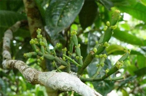 Kì lạ loài thực vật sống kí sinh trên cây chè: Hình dáng giống càng cua, có giá 66 triệu đồng/kg