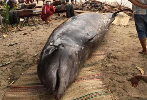 Khánh Hòa: Cá voi “khủng” nặng hơn 2 tấn lại chết dạt bờ
