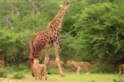 CLIP: Hươu cao cổ đá hậu hất văng sư tử