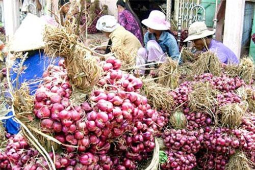 Hành tím Ninh Thuận được mùa, được giá