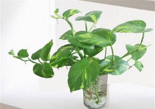 Bỏ ngay lỗi phong thủy này kẻo làm ăn thất bát, vợ chồng lục đục