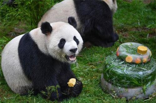 Sở thú lấy phân gấu trúc làm quà tặng cho du khách