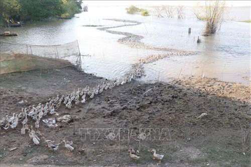Quảng Ngãi: Hiệu quả từ chuyển đổi cây trồng mùa nắng hạn
