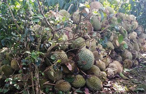 Đắk Lắk: Hàng tấn sầu riêng rụng trái do ảnh hưởng cơn bão số 3