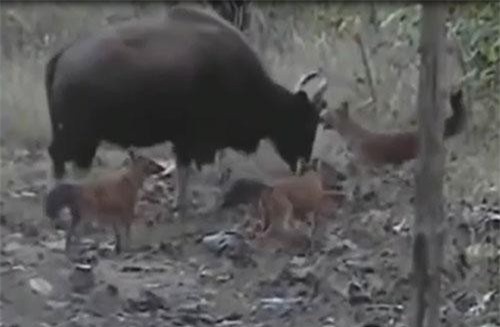 Bò tót kiên cường bảo vệ con 3 tiếng đồng hồ trước sói lửa và cái kết bất ngờ